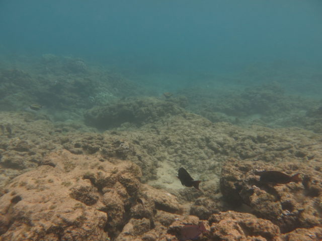Scientists have found the treated wastewater flowing into the ocean off Kahekili Beach in West Maui is harmful to coral reefs. Courtesy: Jen Smith / HONOLULU CIVIL BEAT