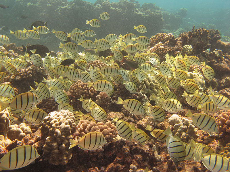 The conflict revolves around the adverse effect of the effluent discharge on the coral reefs and marine ecosystem at Kahekili on Maui. Darla White/Hawaii DLNR