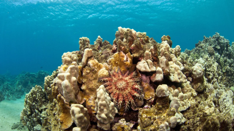 Photo Coral reef in Lahaina, Maui, Hawaii, Photo Credit: ALAMY
