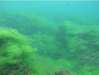 The green alga Ulva fasciata covers the ocean floor offshore of Kahekili Beach, Maui, 2004. (Photo by Jennifer Smith courtesy Earthjustice)